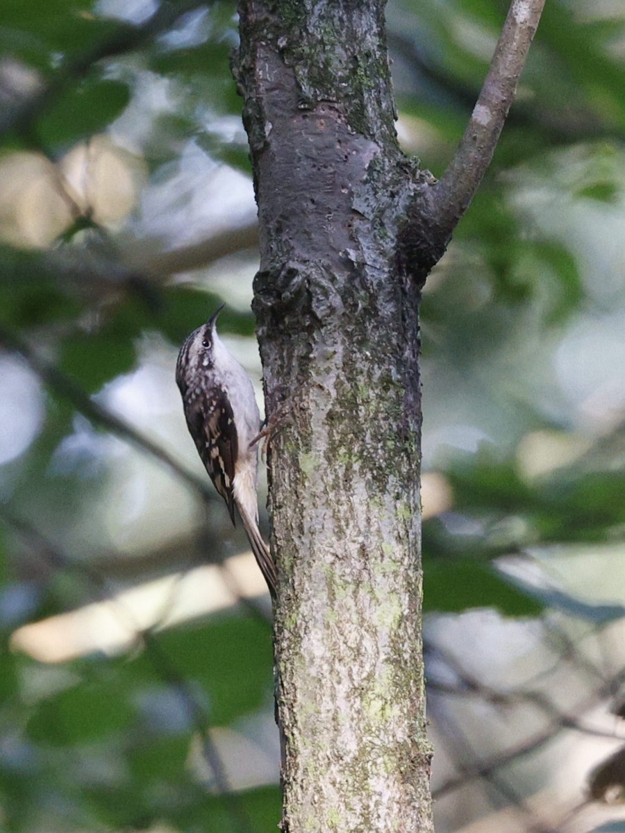 Brown Creeper - ML480753181