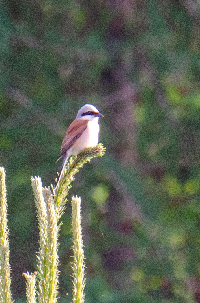 Red-backed Shrike - Stéphane Lair