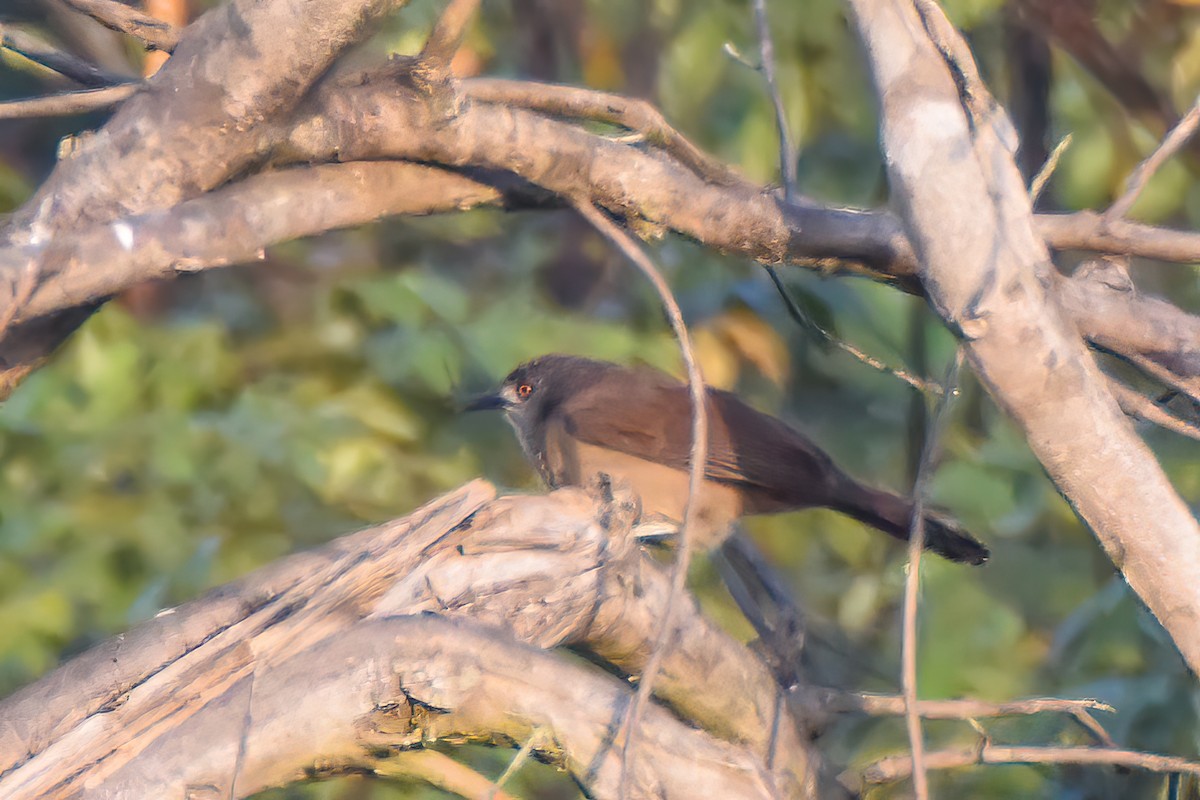 Brown Babbler - Giuseppe Citino