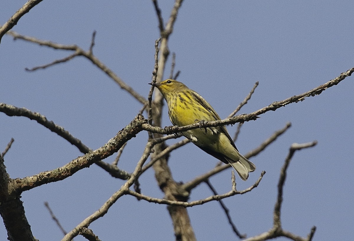 Cape May Warbler - ML480753941