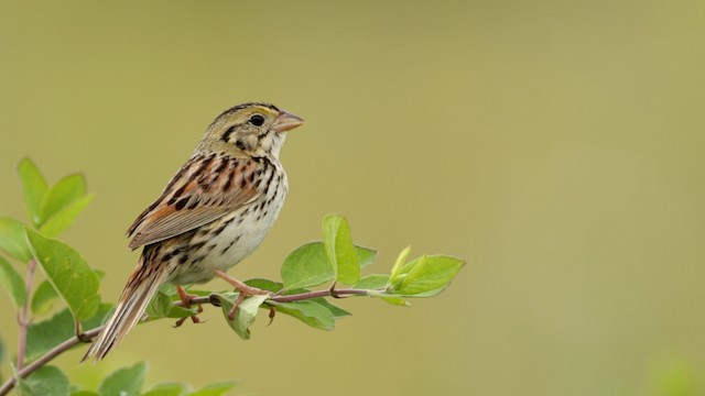 Henslow's Sparrow - ML480754