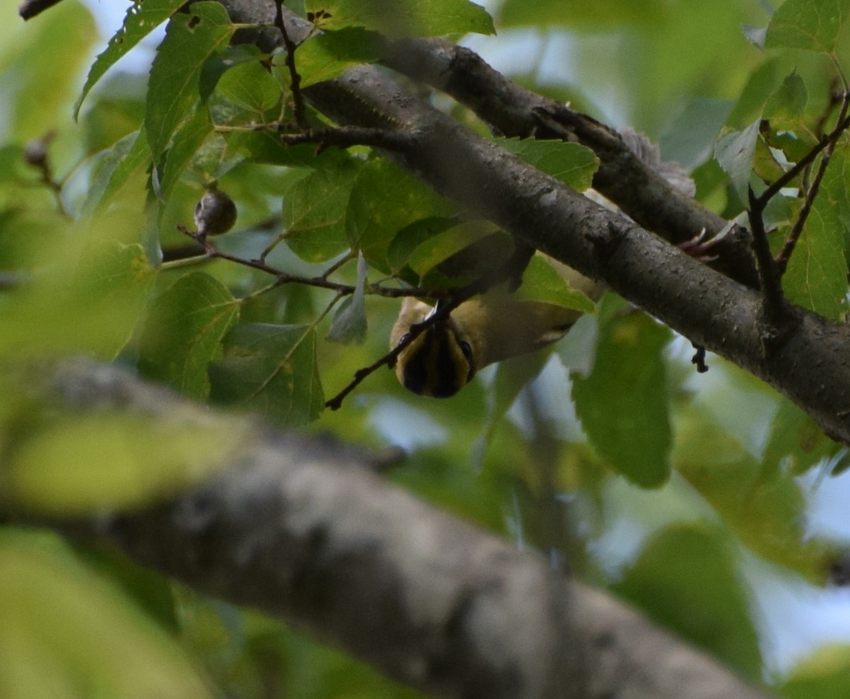 Worm-eating Warbler - ML480754721