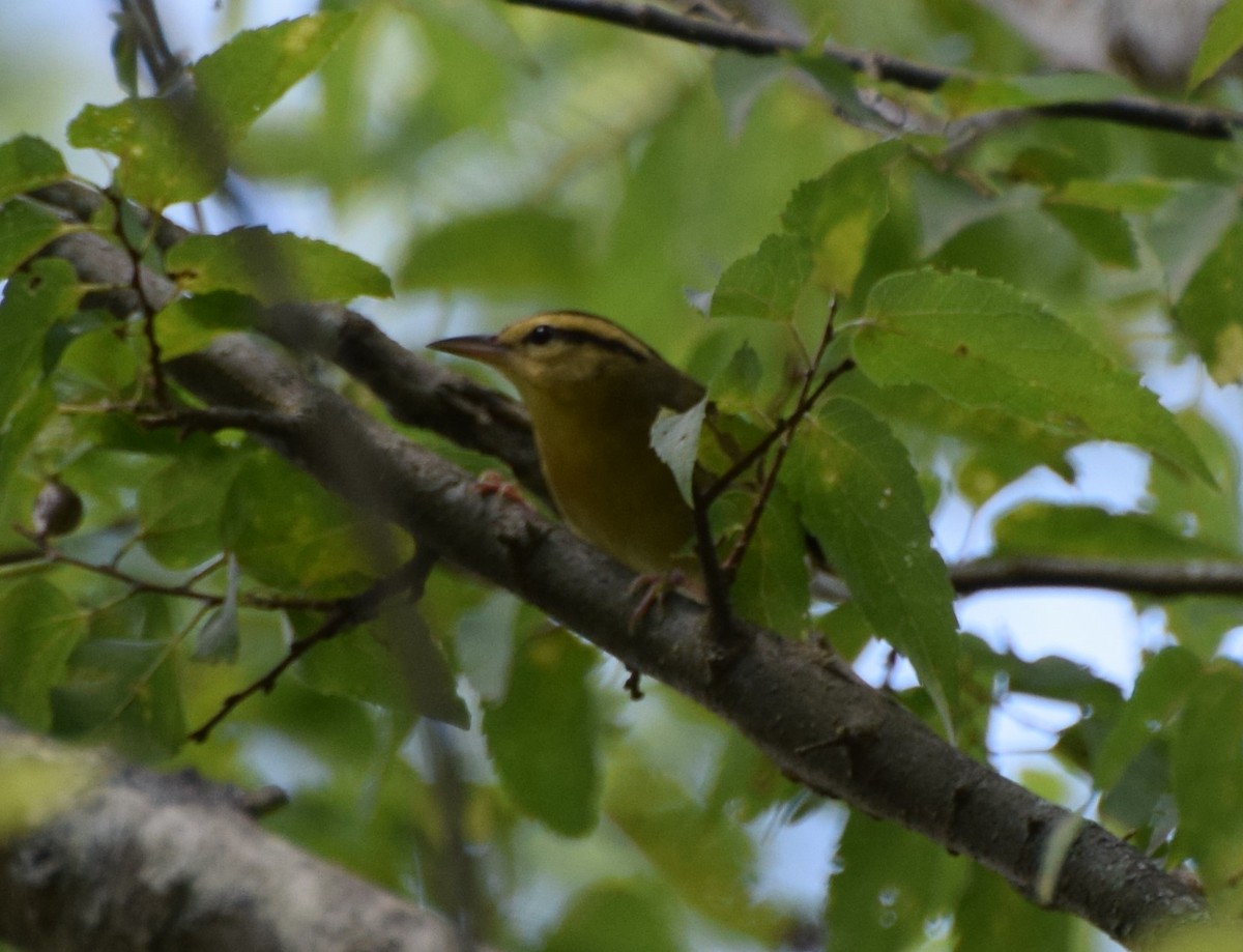Worm-eating Warbler - ML480754731