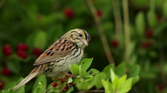 Henslow's Sparrow - ML480755