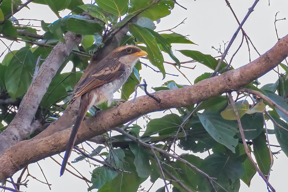 Yellow-billed Shrike - ML480755691