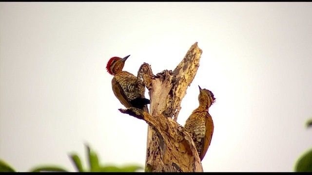 Spot-throated Flameback - ML480755821