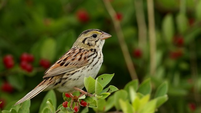 Henslow's Sparrow - ML480756