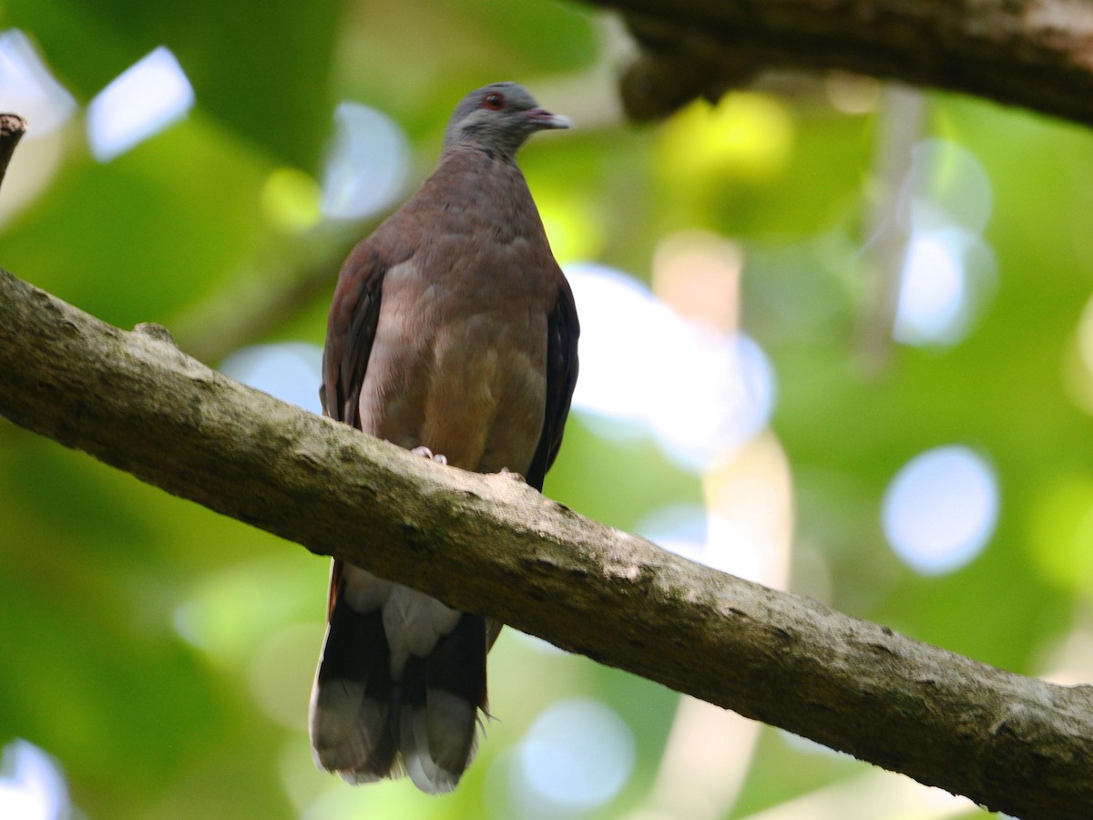 Pigeon de Madagascar - ML48075621