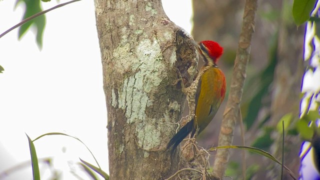 Spot-throated Flameback - ML480756671