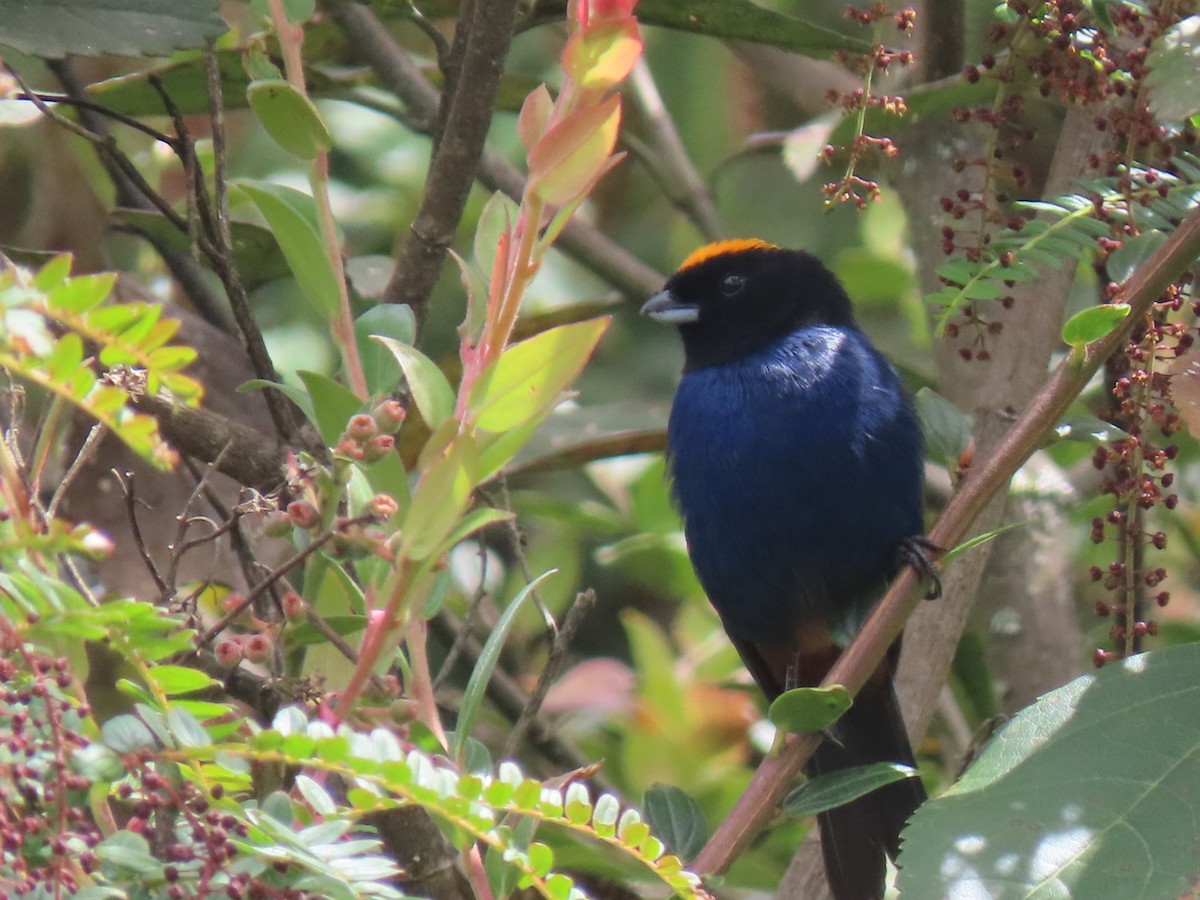 Golden-crowned Tanager - ML480756731