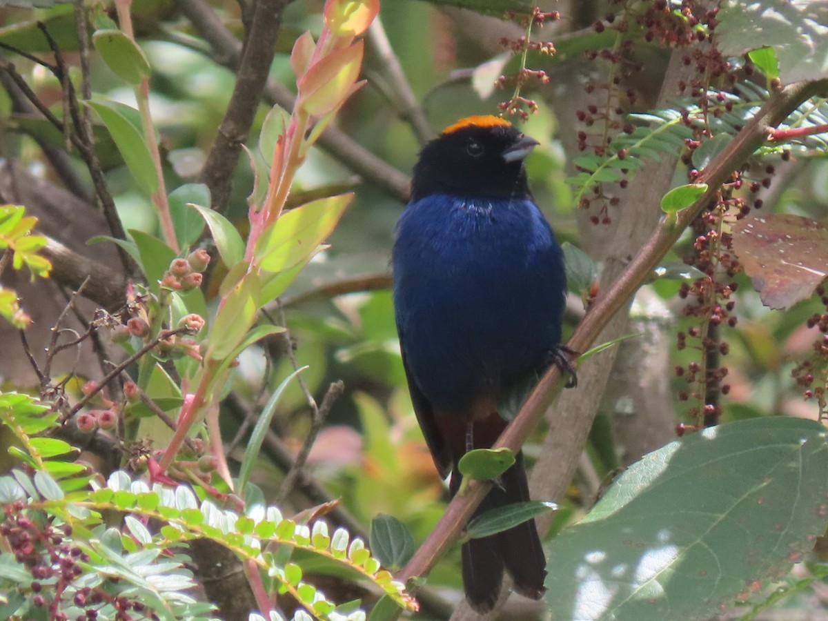 Golden-crowned Tanager - ML480756751