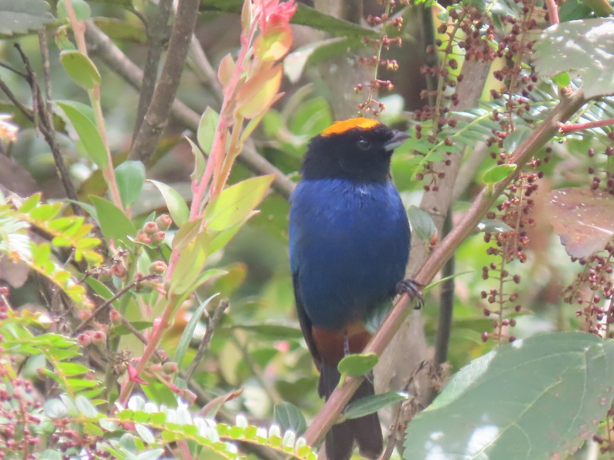 Golden-crowned Tanager - ML480756761