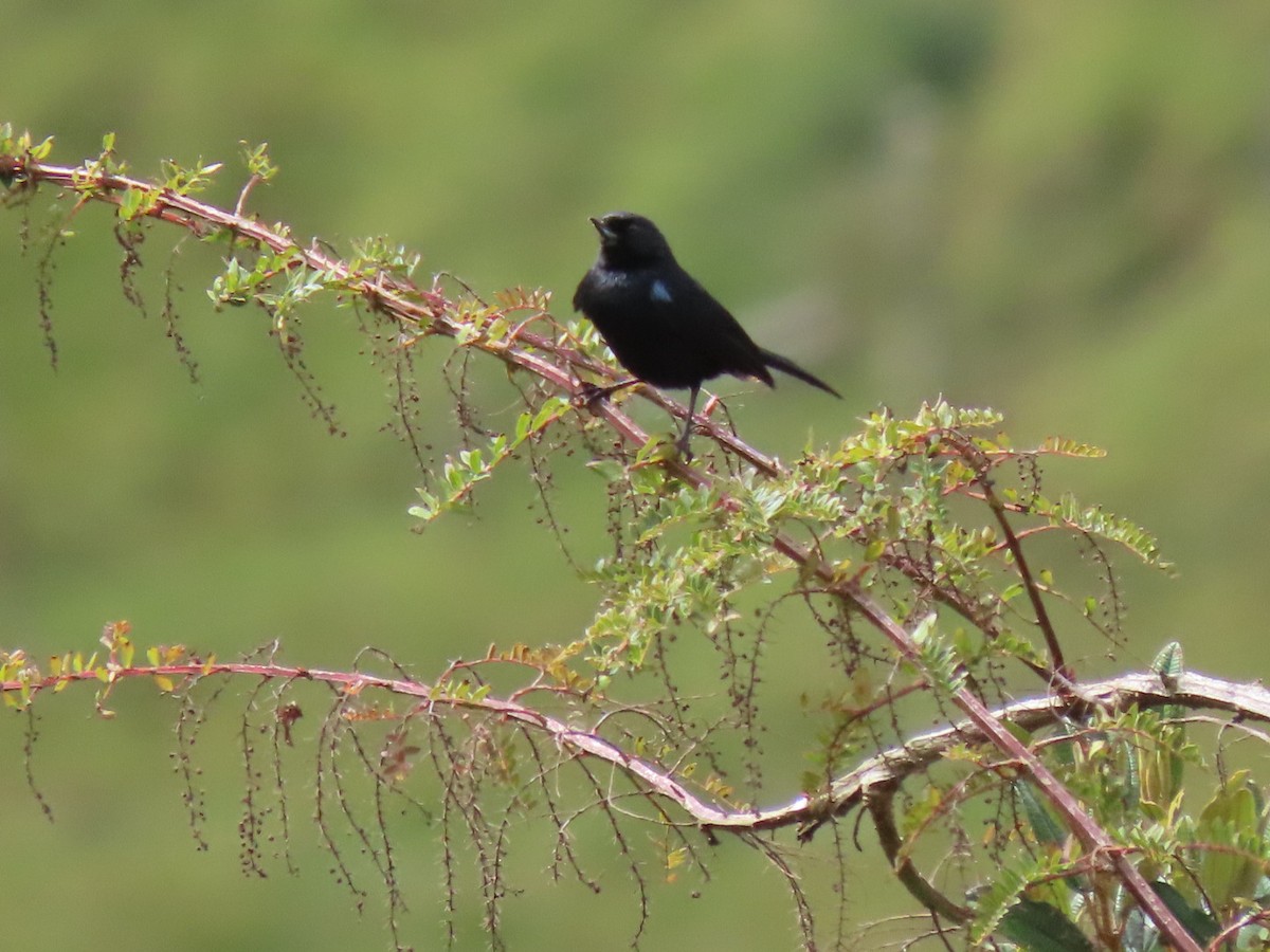 Glossy Flowerpiercer - ML480757201