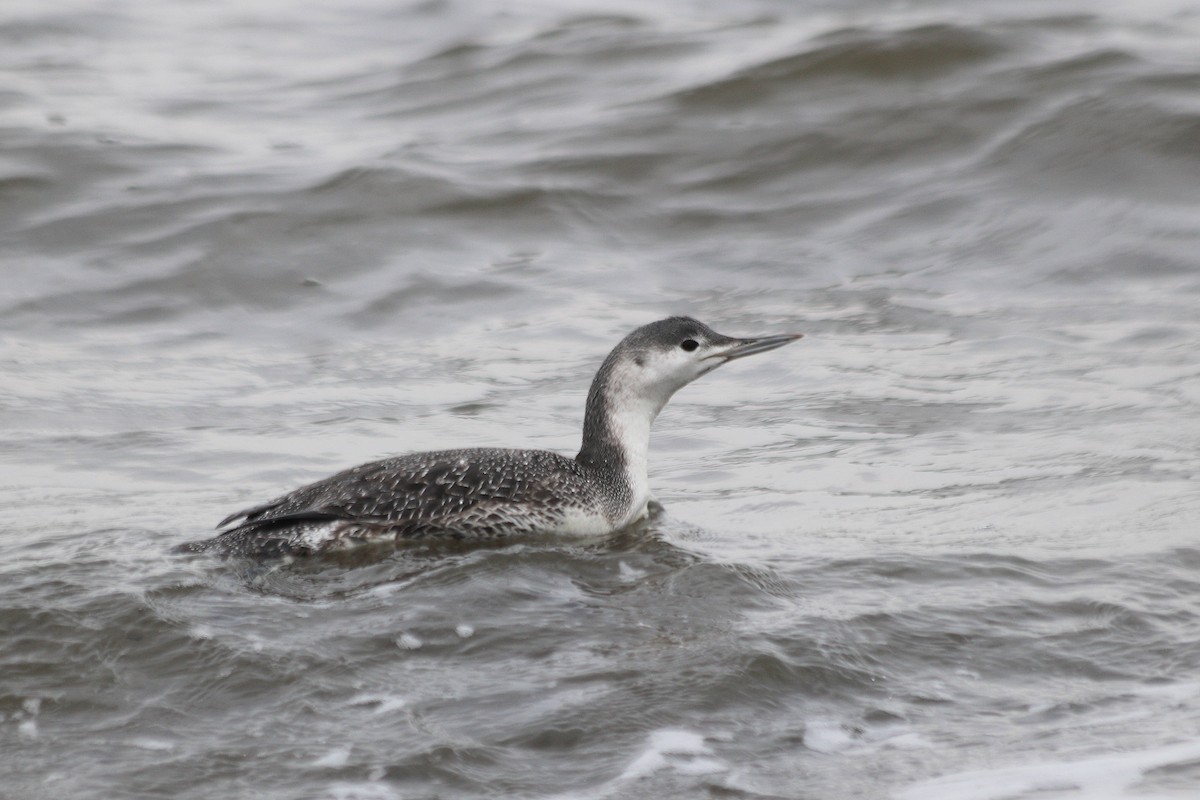 Red-throated Loon - ML48075731