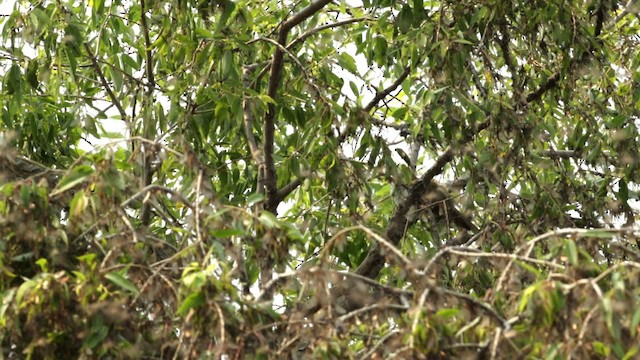 Black-billed Cuckoo - ML480758