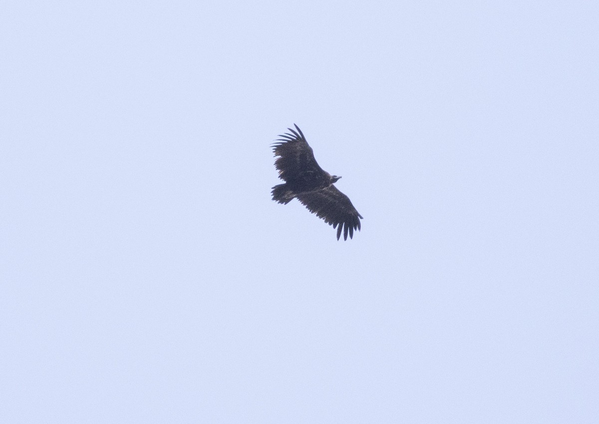 Cinereous Vulture - ML480758221