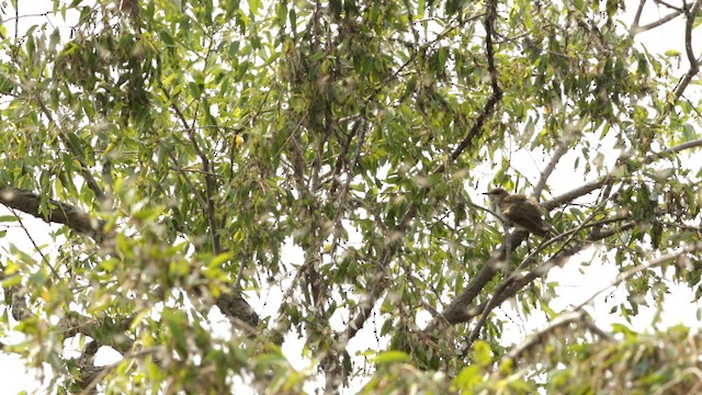 Black-billed Cuckoo - ML480759