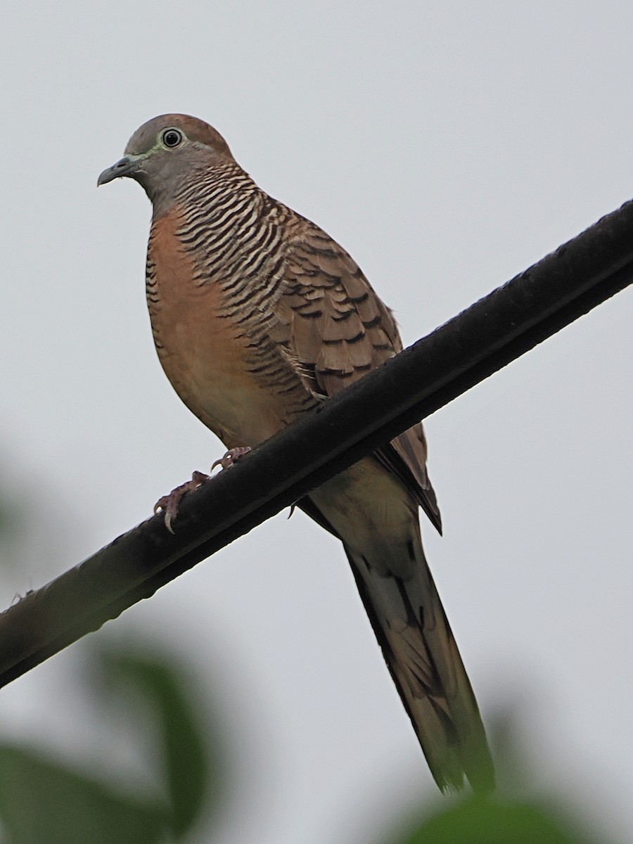 Zebra Dove - ML480759551