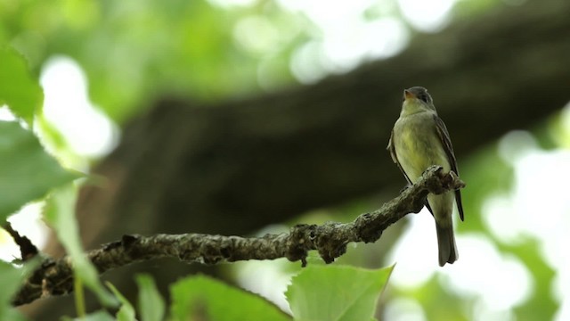 Eastern Wood-Pewee - ML480760