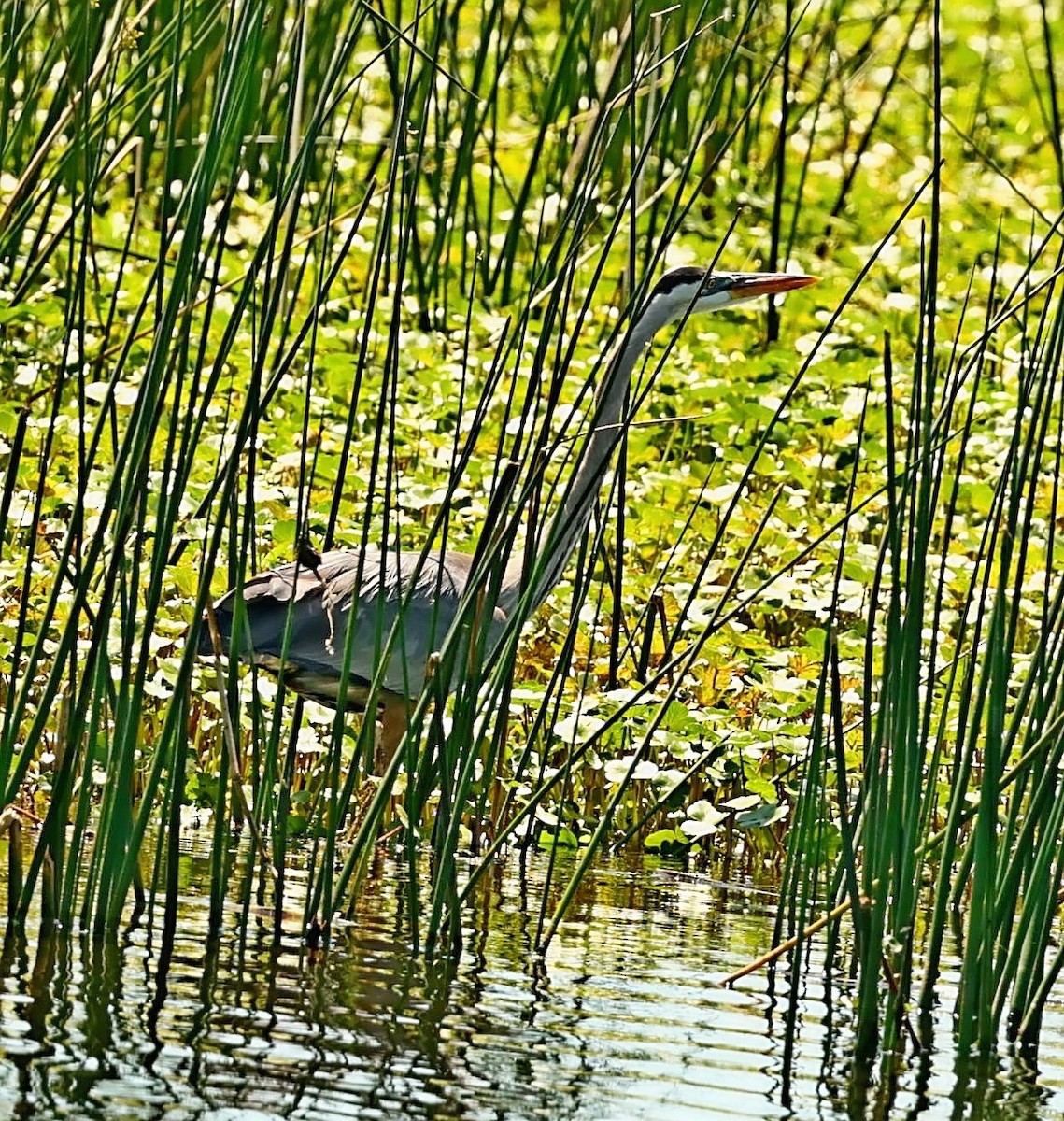 Great Blue Heron - ML480760011