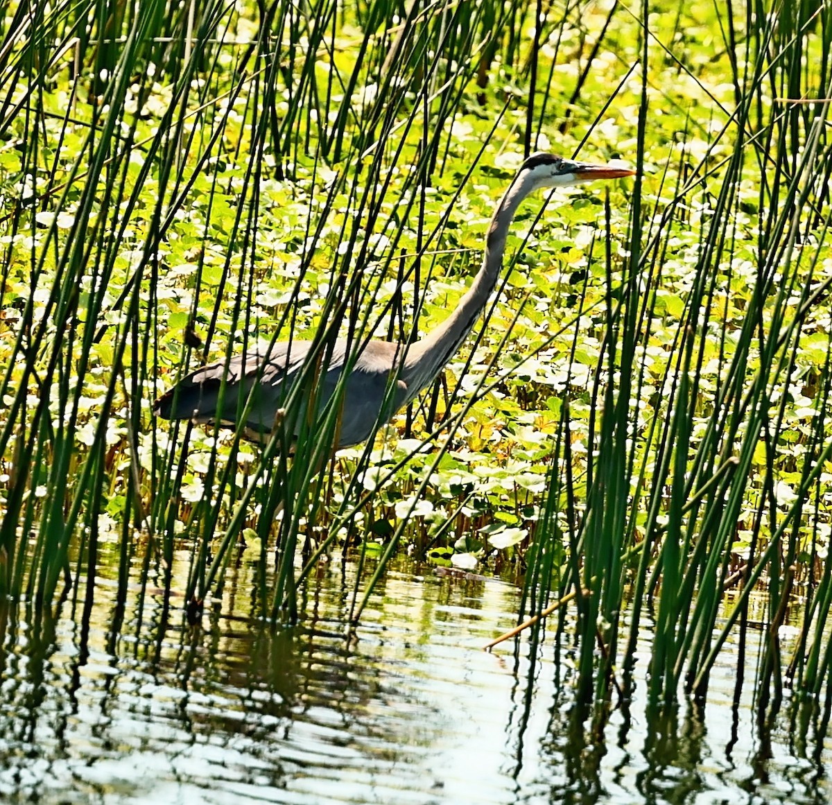 Great Blue Heron - ML480760021