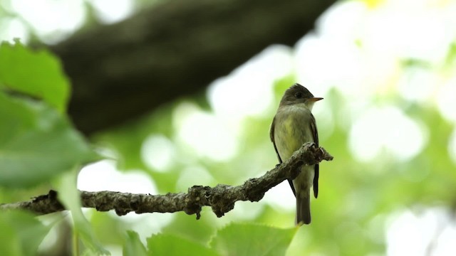 Eastern Wood-Pewee - ML480761