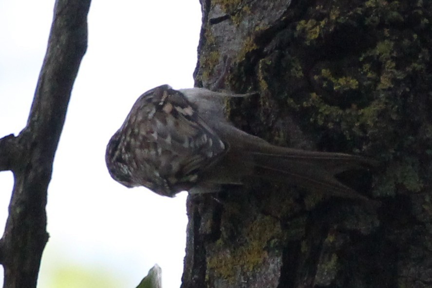 Short-toed Treecreeper - ML480761141