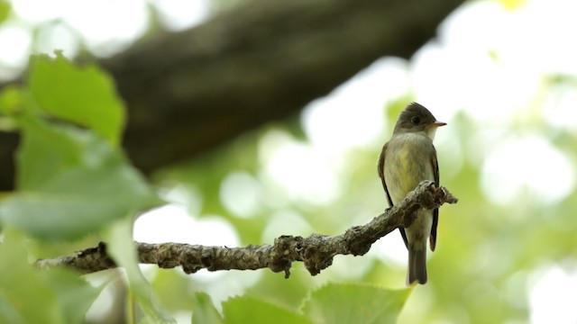 Eastern Wood-Pewee - ML480762