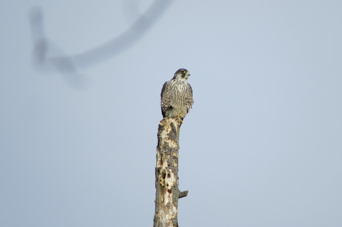 Peregrine Falcon - ML48076311