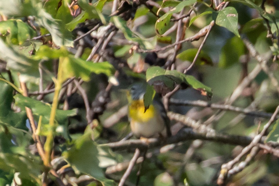 Northern Parula - ML480763371