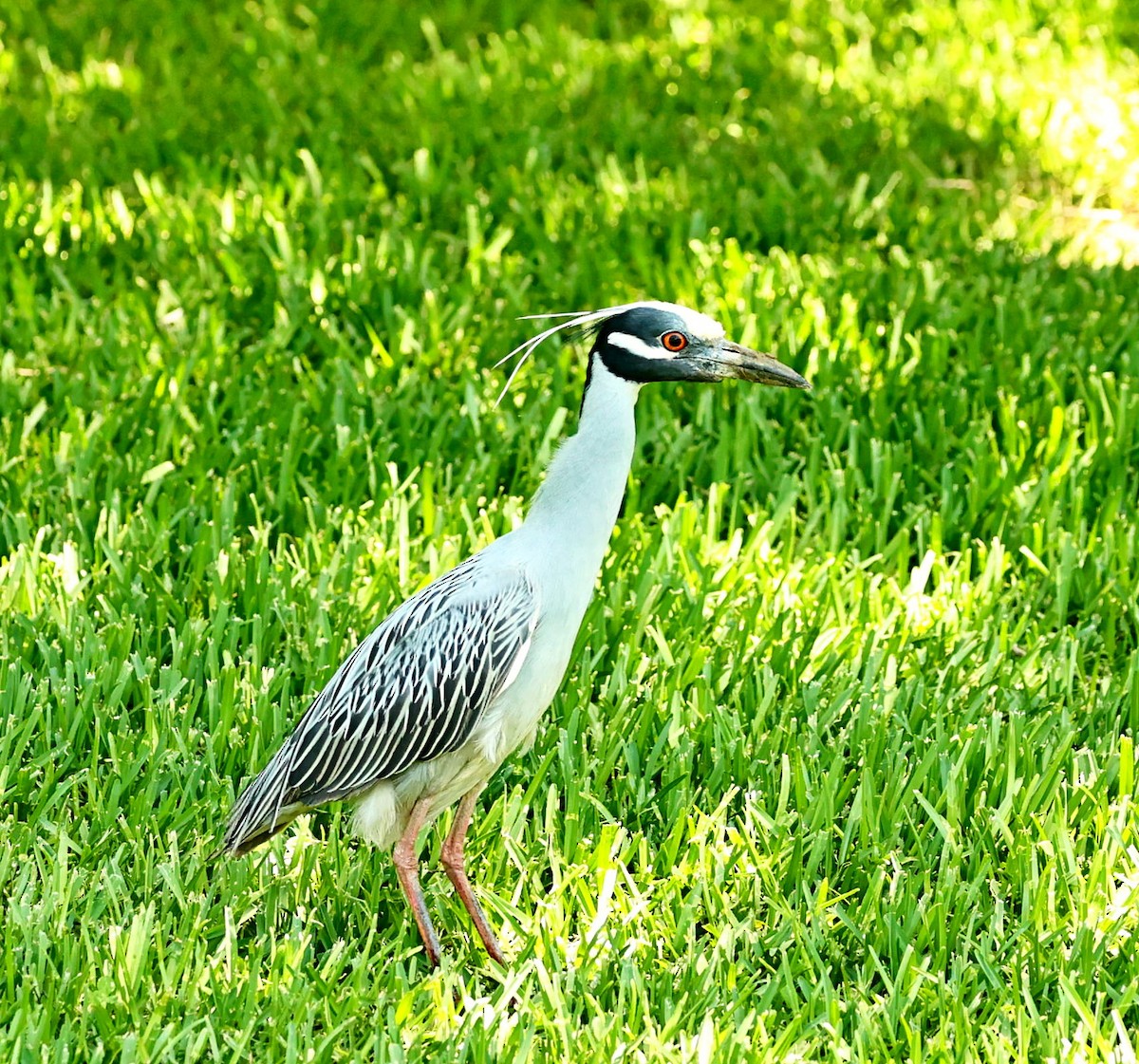 Yellow-crowned Night Heron - ML480763651