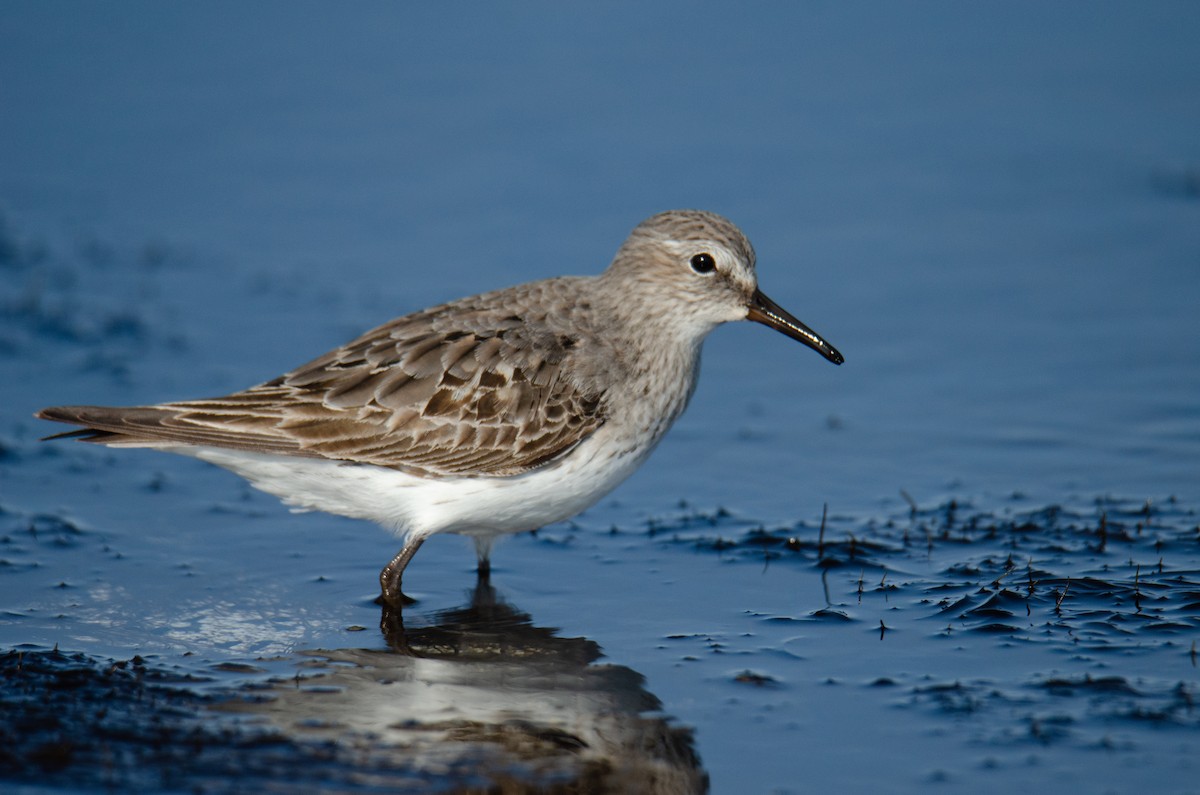 White-rumped Sandpiper - ML480764161