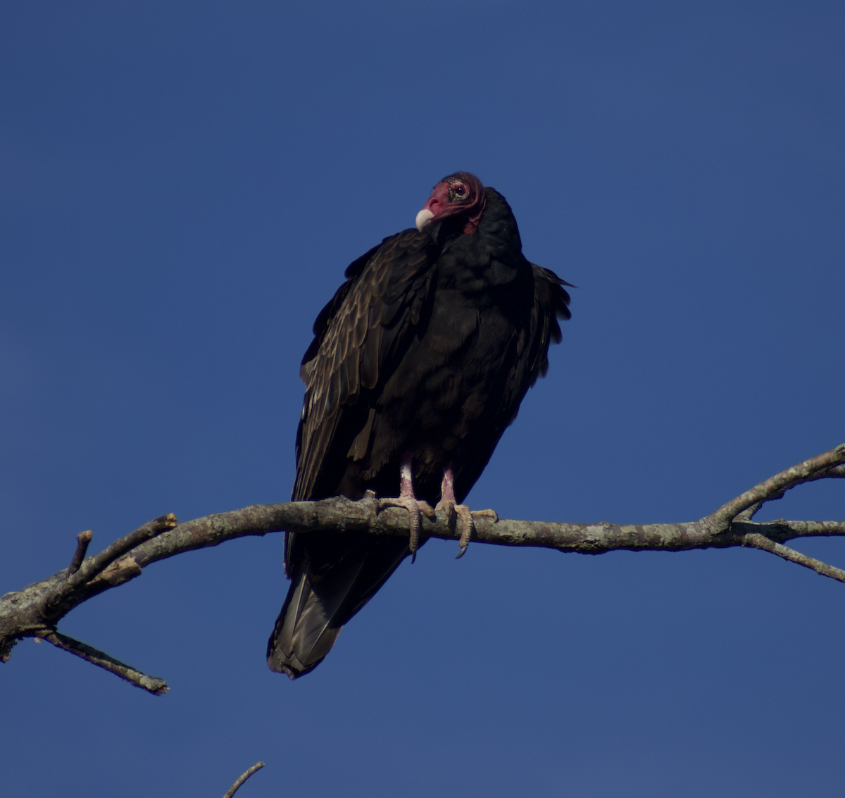 Turkey Vulture - ML480765191