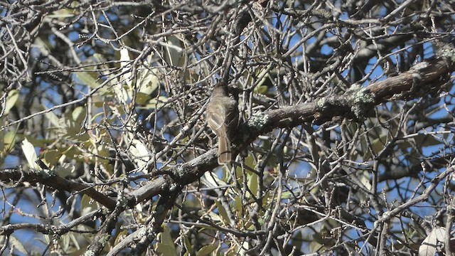 Dusky-capped Flycatcher - ML480765991