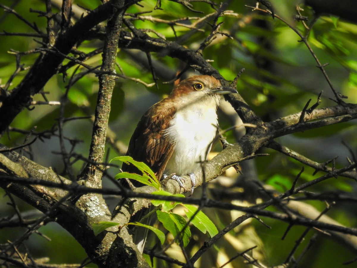 Black-billed Cuckoo - ML480766001