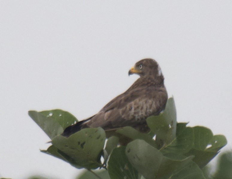 White-eyed Buzzard - ML480766771