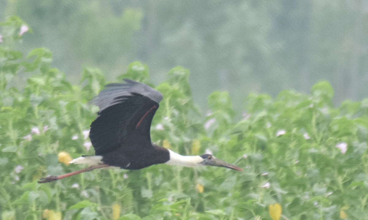 Asian Woolly-necked Stork - Mark  Menezes