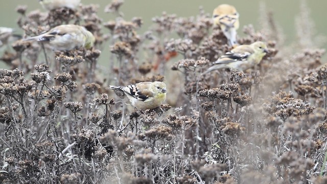 American Goldfinch - ML480767