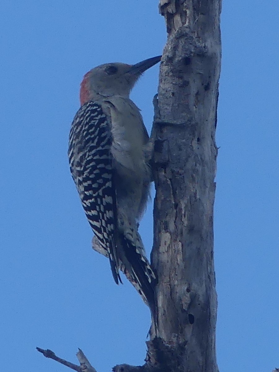 Red-bellied Woodpecker - ML480767761