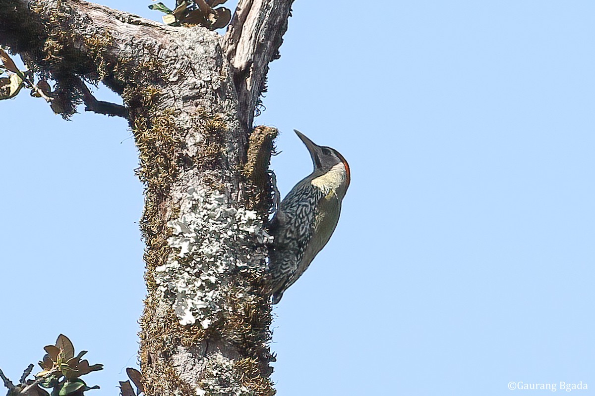 Scaly-bellied Woodpecker - Gaurang Bagda
