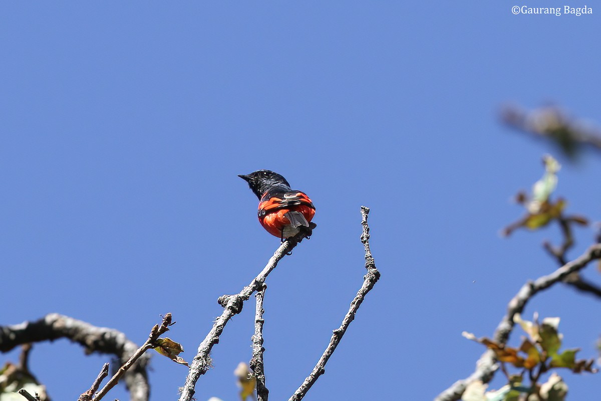 Long-tailed Minivet - Gaurang Bagda