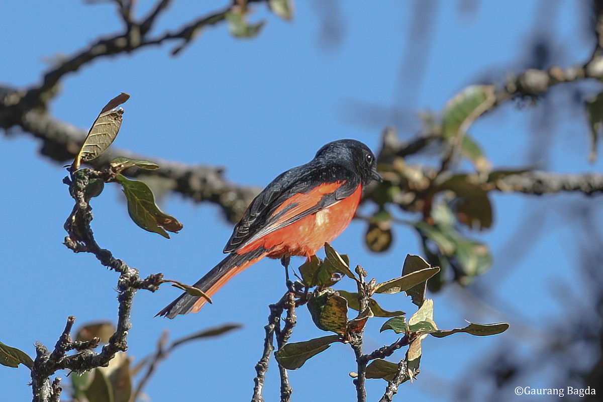 Long-tailed Minivet - Gaurang Bagda