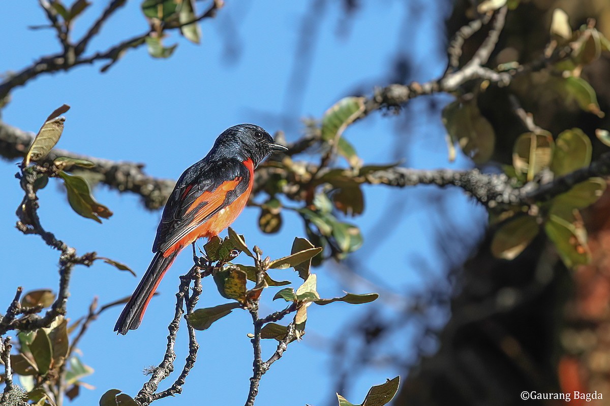 Minivet Colilargo - ML480768621