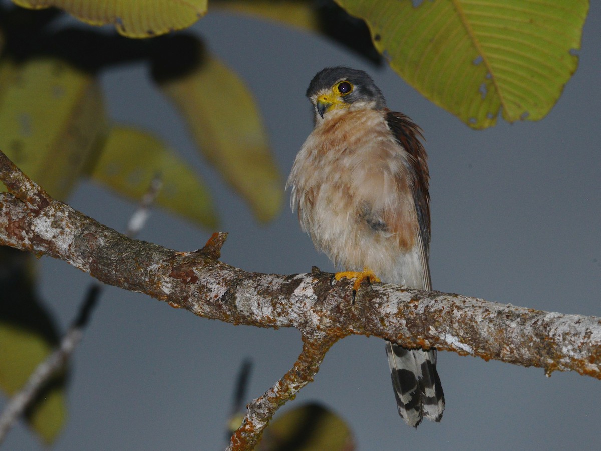 Seychelles Kestrel - Alan Van Norman