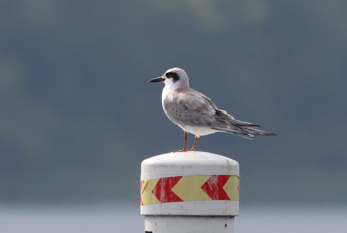 Forster's Tern - Robin Janson