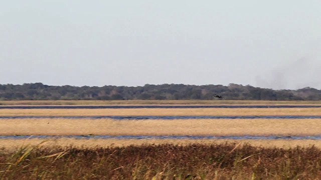 Anhinga d'Amérique - ML480771