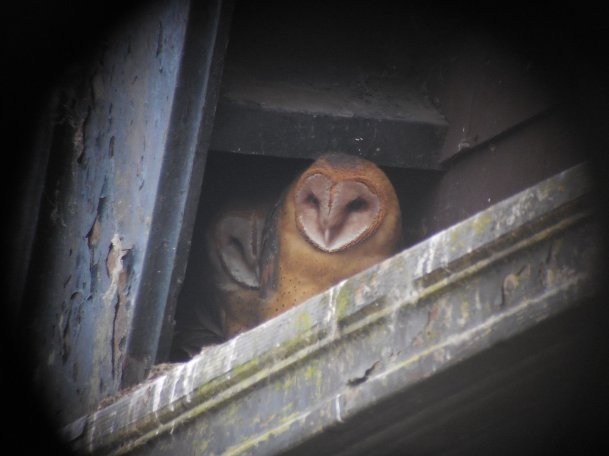 Barn Owl - ML480771561