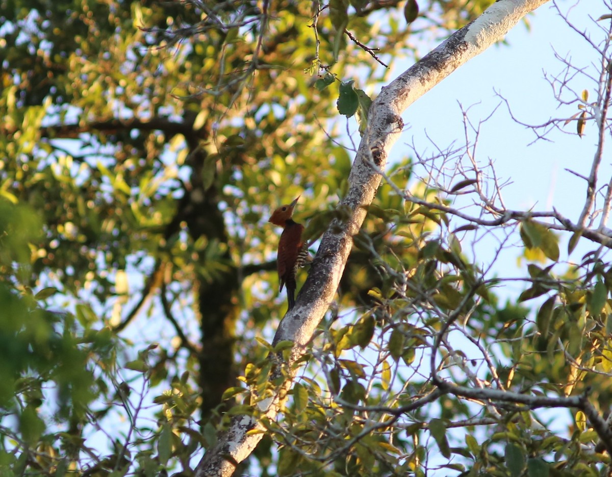 Ringed Woodpecker - ML480776111