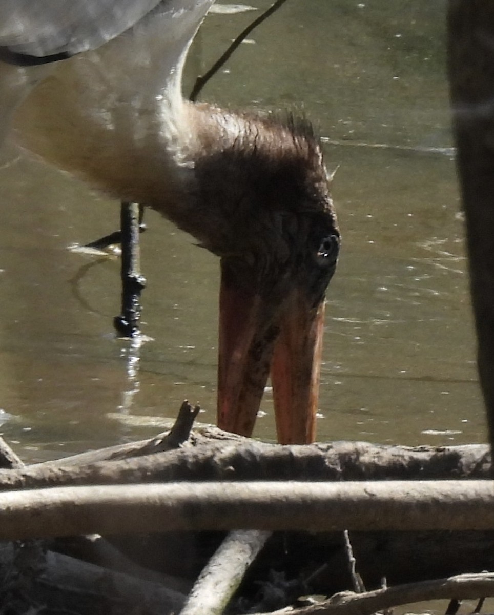 Wood Stork - ML480776971