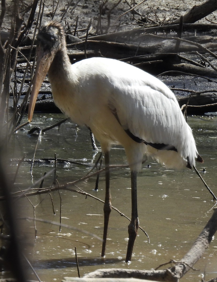 Wood Stork - ML480776981